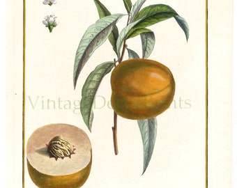 Hand Coloured Apricot Fruit print. Original 1768 Botanical Engraving from Duhamel du Monceau. Kitchen Decor print Artist Claude Aubriet