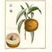 see more listings in the Botanical Prints section