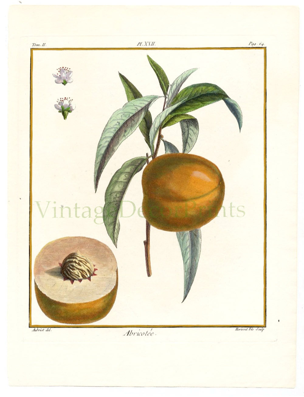 Hand Coloured Apricot Fruit print. Original 1768 Botanical Engraving from Duhamel du Monceau. Kitchen Decor print Artist Claude Aubriet