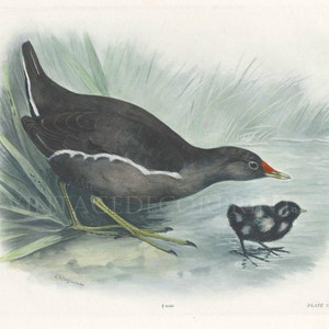 The Moorhen and Chick Print, Hand Coloured Ornithological Print, Antique Bird Prints by Lilian Marguerite Medland Date 1906-1911.
