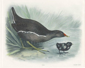 The Moorhen and Chick Print, Hand Coloured Ornithological Print, Antique Bird Prints by Lilian Marguerite Medland Date 1906-1911.