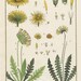 see more listings in the Botanical Prints section