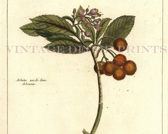 Strawberry Tree Print 1783 Botanical Copperplate Engraving of The Arbutus unedo by Dupin for Buchoz Herbier Artificiel Hand Coloured.