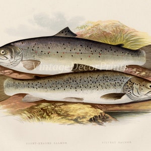 Print of Salmon. 1879 Antique print of a Short Headed Salmon and Silvery Salmon by The Rev. W Houghton. Perfect For The Fly Fisherman.