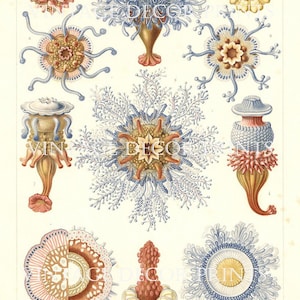 Original Ernst Haeckel 1899-1904 print - Siphonophorae - Jelly Fish Marine Biologist Print - 14.1/4 x 10.3/4 inches - Decorative Wall Art