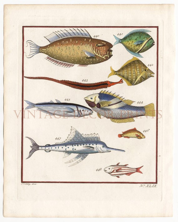 Tropical Fish Engraving of Various Colourful Reef Fish. 1764