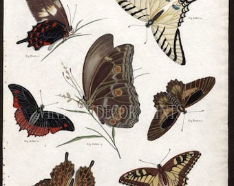 Butterflies and Moths Antique 1803 Engraving Hand Coloured in Watercolour