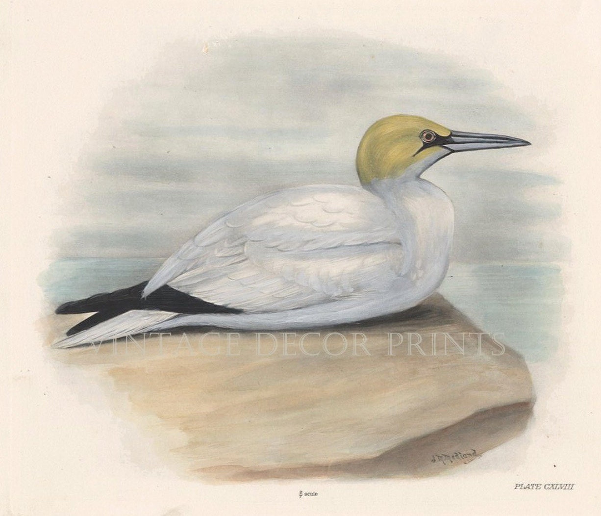 The Gannet or Solan Goose, Hand Coloured Original 1911 Engraving by Lilian  Marguerite Medland. Antique Coastal Home Wall Decor Print. - Etsy