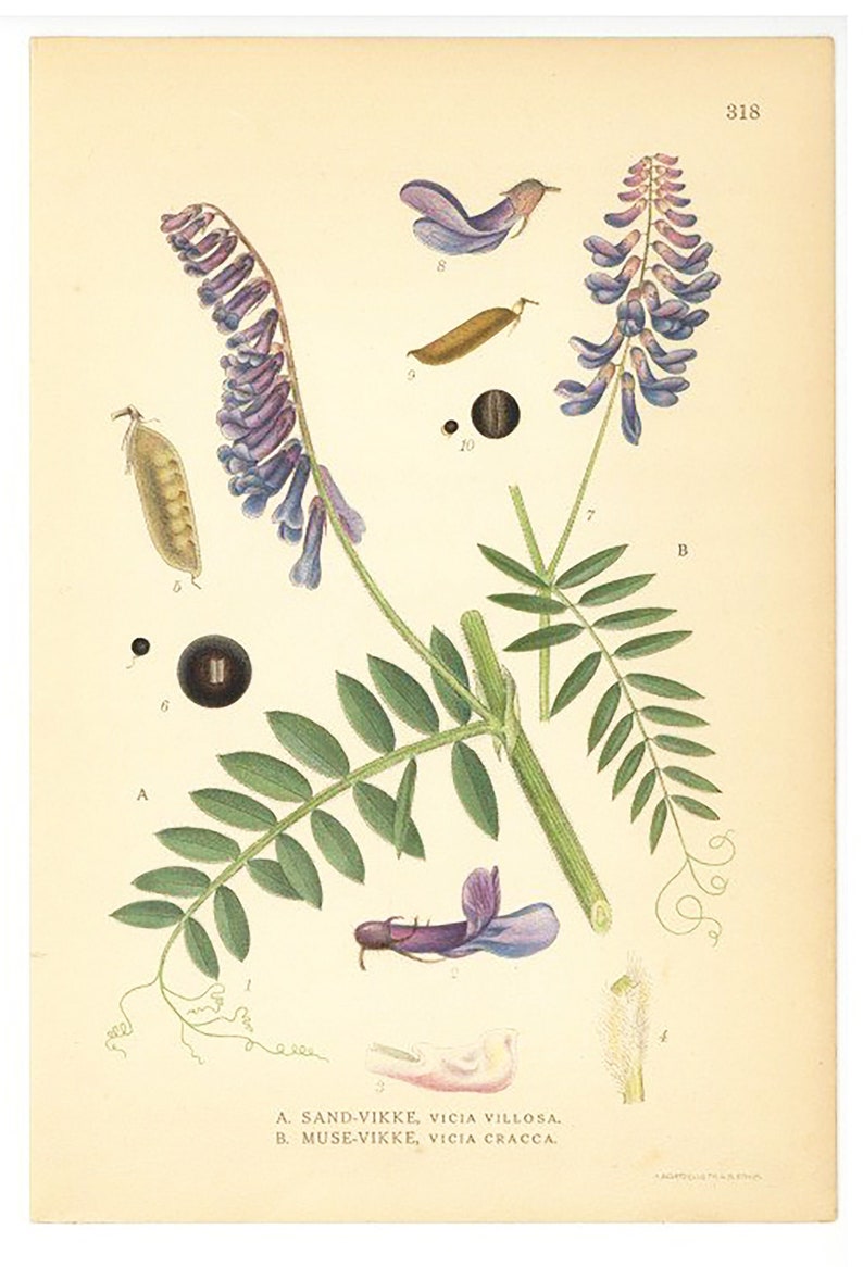 Vicia Villosa, Vicia Cracca Flower Print. Botanical Print From Nordens Flora Date C1920 Decorative Garden Plant Wall Decor. image 1