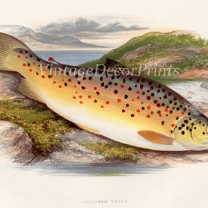 Gift for an Angler. Print of a Trout. The Gillaroo Trout. Antique 1879 print of Lake and River Game Fish. Grisle. Rev W. Houghton.