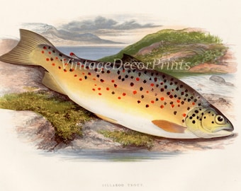 Gift for an Angler. Print of a Trout. The Gillaroo Trout. Antique 1879 print of Lake and River Game Fish. Grisle. Rev W. Houghton.