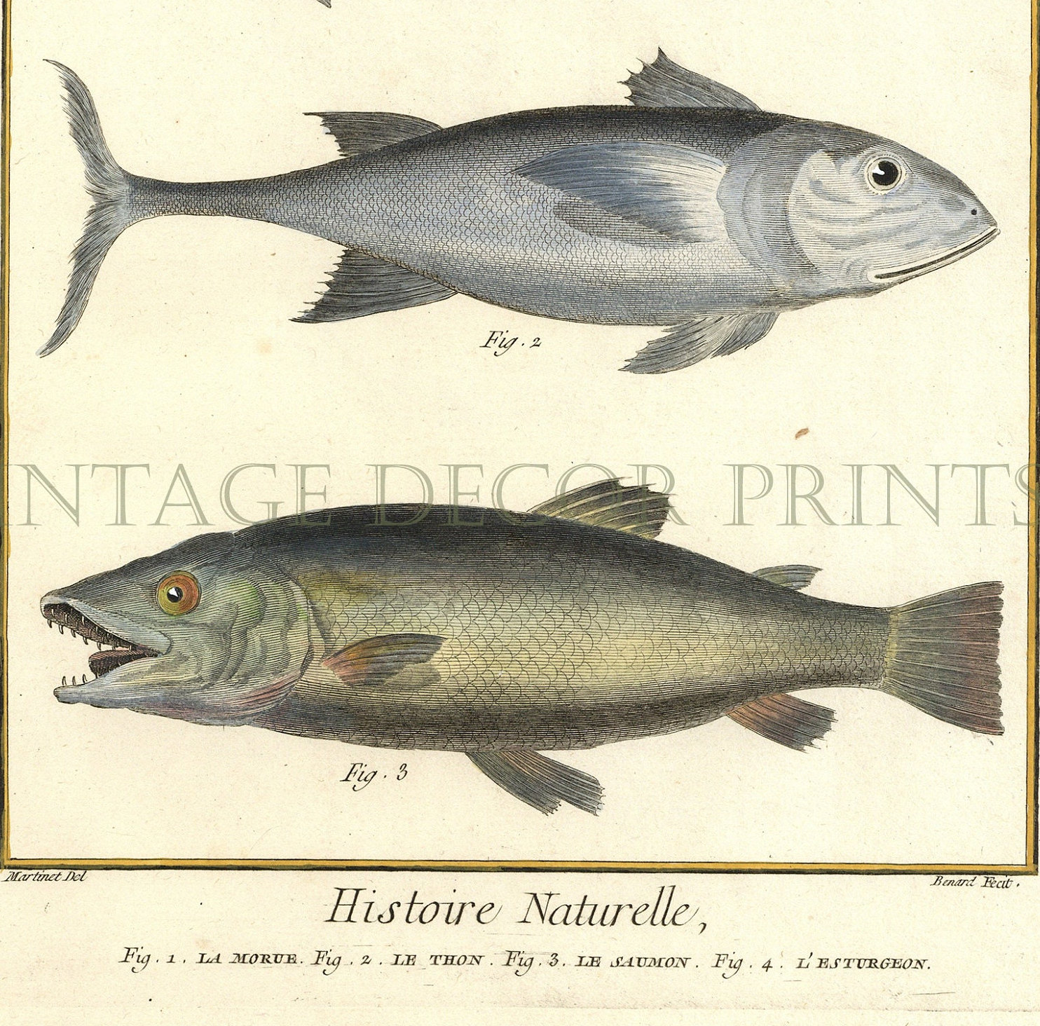 Watercolour Cod Print of Cod Sturgeon Tuna, and Salmon 1751-66 Engraving by Nicolas ...