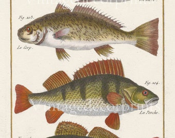 Print of Perch. Zander, L'Ombre and Le Corp Hand Coloured 1788 Antique French Engraving by Bonnaterre Decorative Antique Coastal home decor.