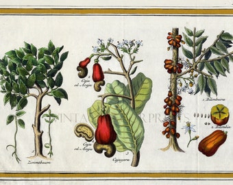 Gravure botanique antique de cannelle, noix de cajou et bilimbeira, par J.Y.Schley. Gravure du XVIIIe siècle coloriée à la main à l'aquarelle.