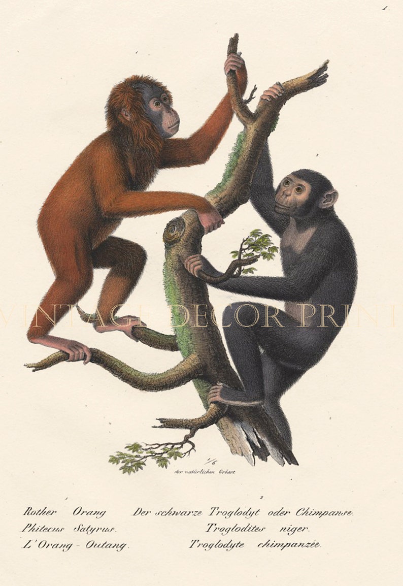 orangutan vs chimpanzee orangutan vs chimpanzee