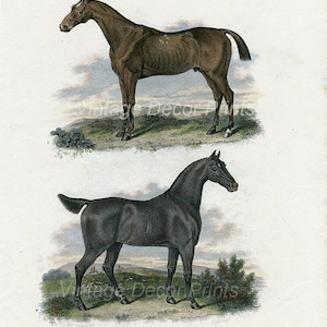 Druck von Rennpferden, handkoloriert, 1808 Antiker Reitergravur von Pferden aus Rees Cyclopedia, Rennpferd und Jäger. Antiker Druck
