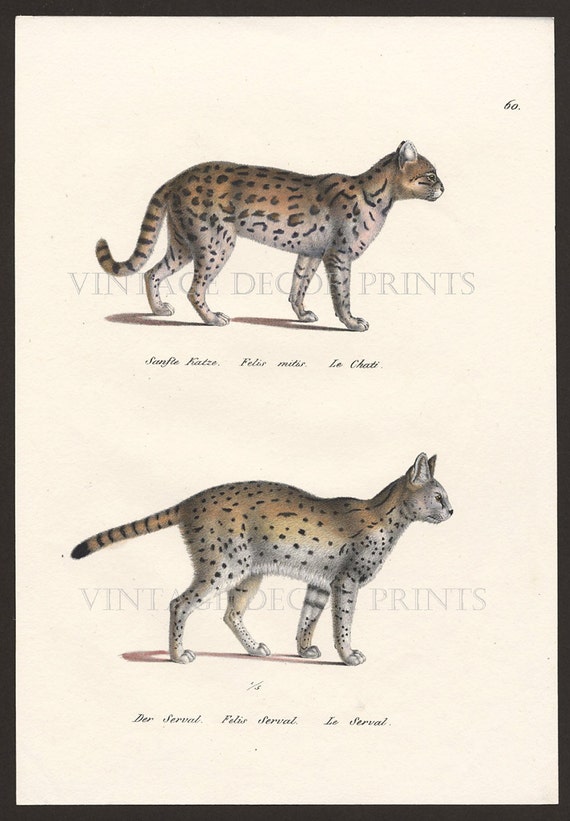 peluche serval