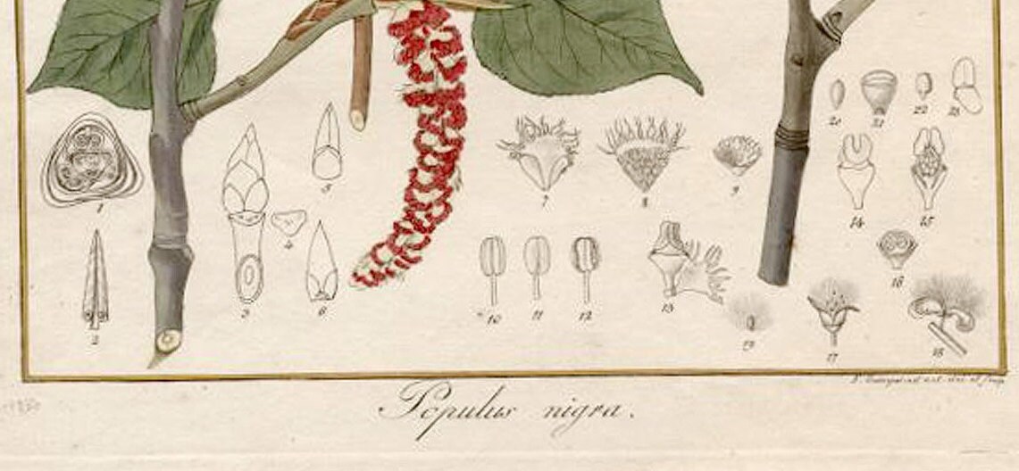 Populus Nigra Botanical Copperplate Engraving. Circa 1838 by - Etsy
