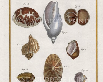 Antique Sea Shell Print, 1751-66 Engraving by Nicolas Martinet. Hand Coloured in Watercolour, Original Decorative Sea Life Engraving.