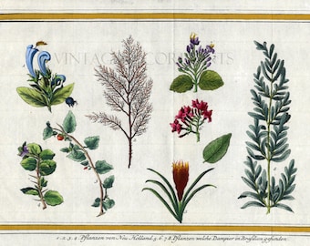 Antique Botanical Engraving of Tropical Plants Found in Australia and Brazil by J.Y.Schley Circa 1760.Handcoloured in Watercolour