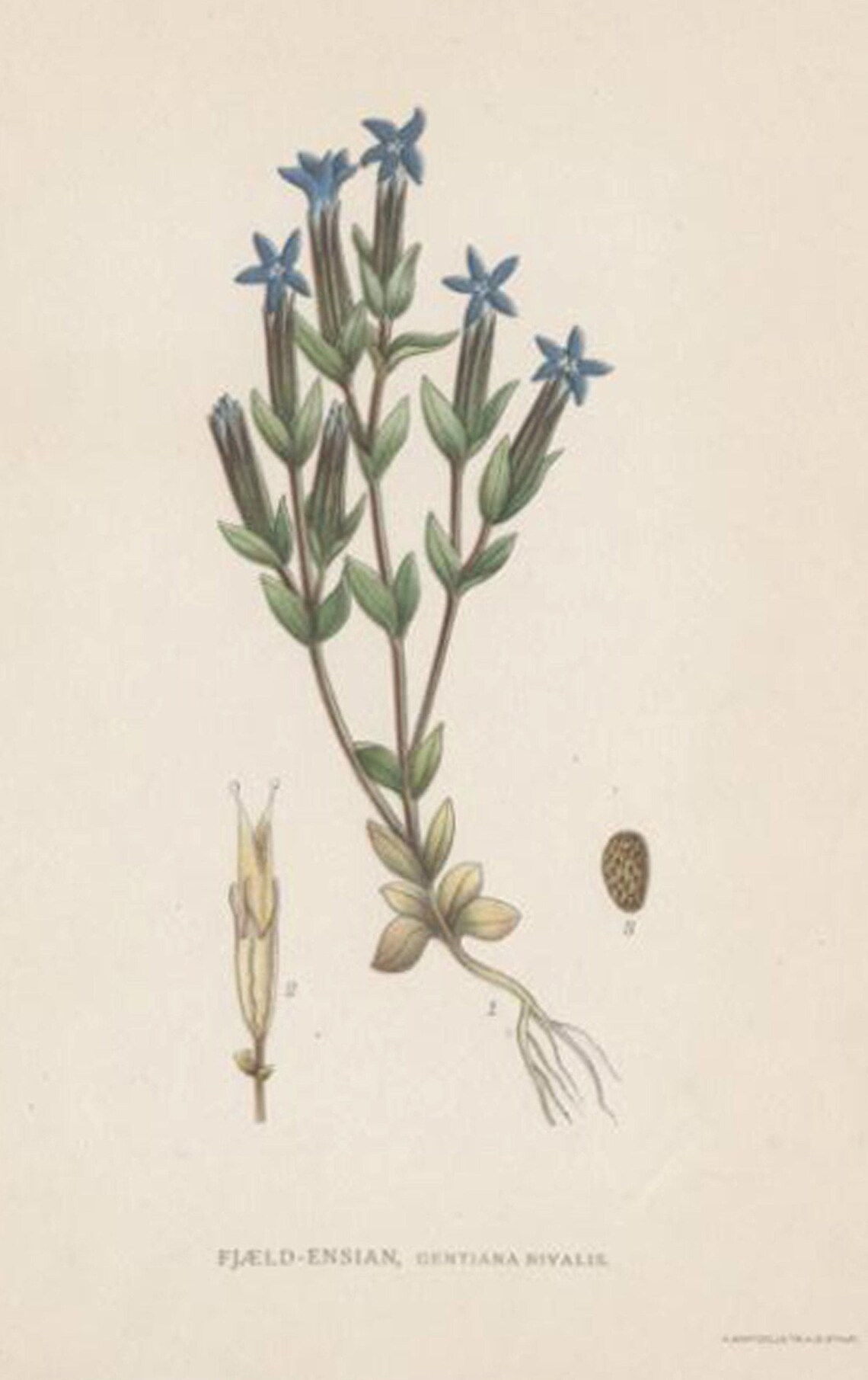 Gentiana BlumenDruck. Botanischer Druck von Nordens Flora Date | Etsy