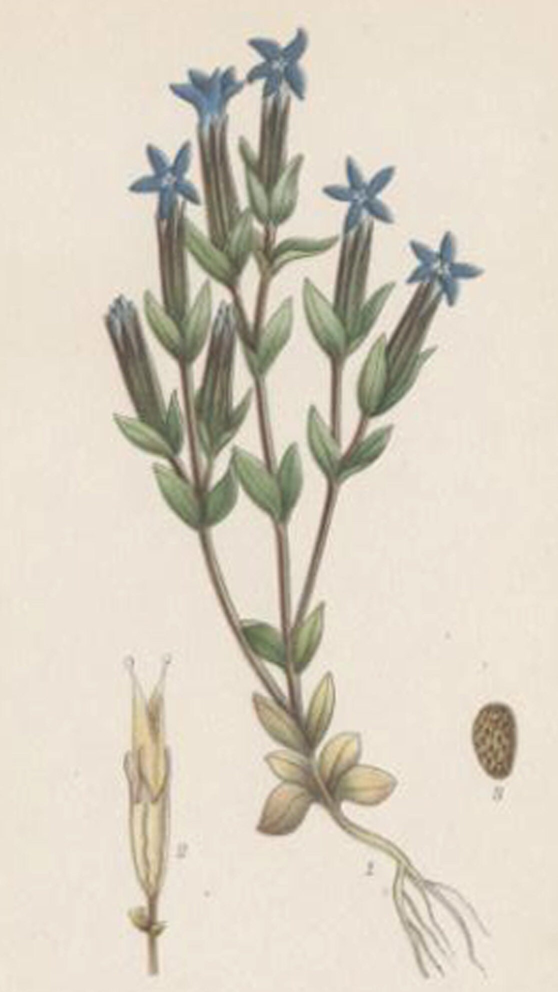 Gentiana BlumenDruck. Botanischer Druck von Nordens Flora Date | Etsy