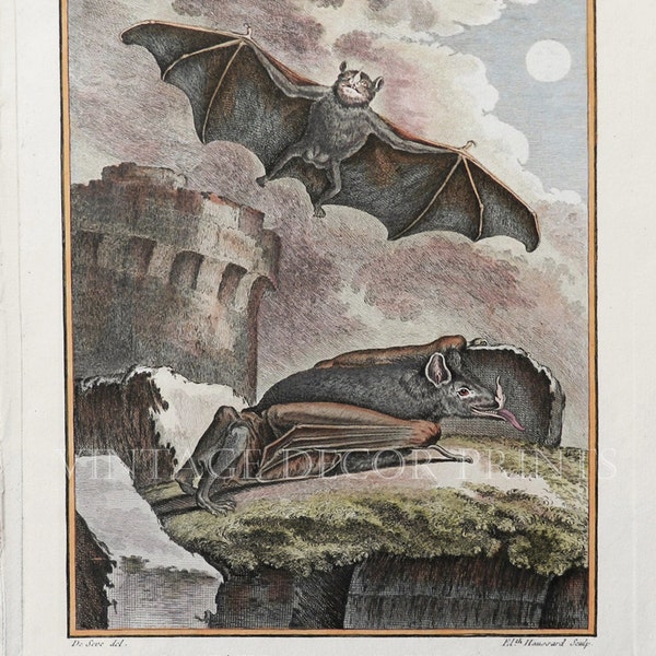 Antique Print of Bats by Buffon A Hand coloured 1766 Copper plate Natural History Engraving of La Chauve-Souris Musaraigne.