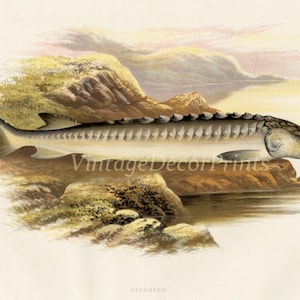 Antique 1879 Fish Print of a Sturgeon A Color Print of The European Sturgeon by The Rev W. Houghton. A River Fishermans gift or Room Decor