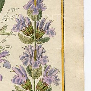 Botanical Print. Salvia Officinalis. Common Sage. Circa 1850 Antique Print, Original Hand Coloured Botanical Engraving. image 4