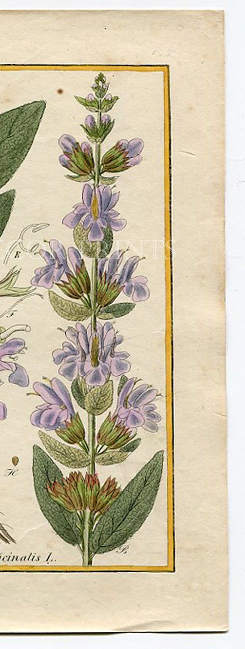 Botanical Print. Salvia Officinalis. Common Sage. Circa 1850 Antique Print, Original Hand Coloured Botanical Engraving. image 4