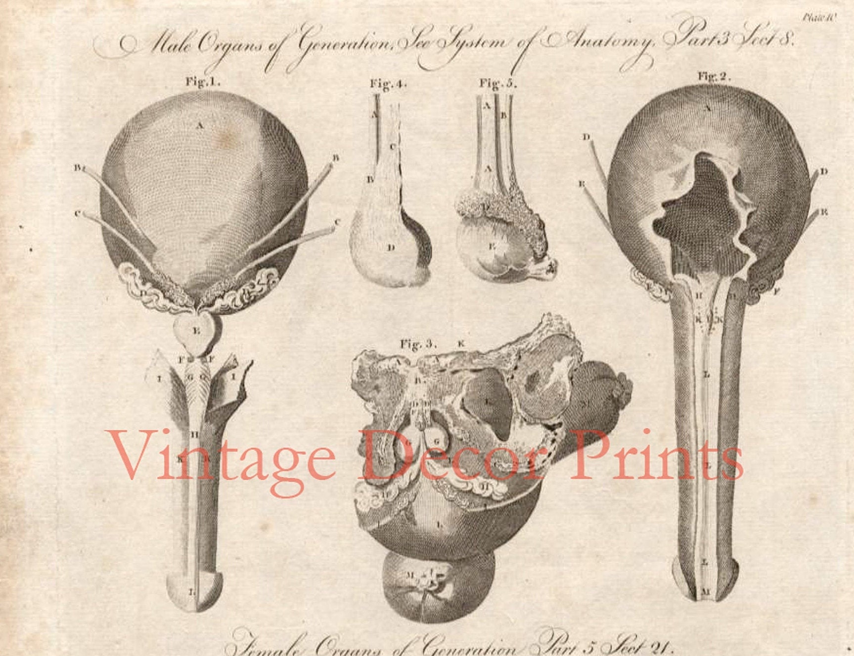 Antique Anatomy Engraving of the Male Organs, and Female Organs. Date ...