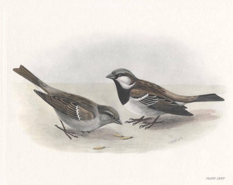 House Sparrows Print, Hand Coloured Ornithological Print, Antique Bird Print by Lilian Marguerite Medland Date 1906-1911.