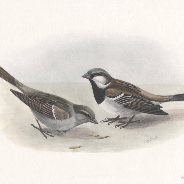 Stampa di passeri domestici, stampa ornitologica colorata a mano, stampa di uccelli antichi di Lilian Marguerite Medland Data 1906-1911.