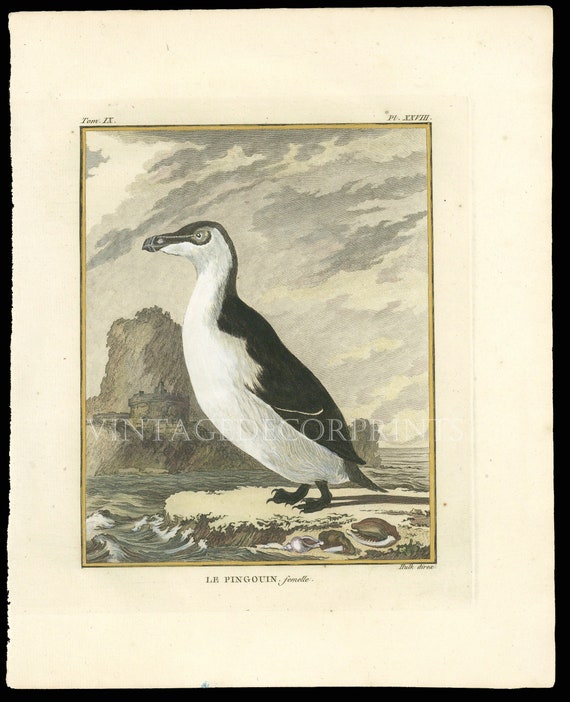 Penguin Print 1766 Original Antique Copperplate Engraving of Le