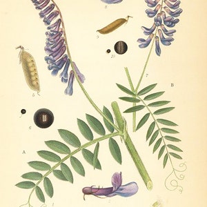 Vicia Villosa, Vicia Cracca Flower Print. Botanical Print From Nordens Flora Date C1920 Decorative Garden Plant Wall Decor. image 2