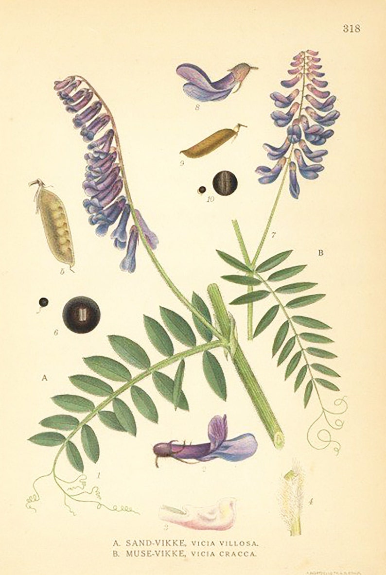 Vicia Villosa, Vicia Cracca Flower Print. Botanical Print From Nordens Flora Date C1920 Decorative Garden Plant Wall Decor. image 2