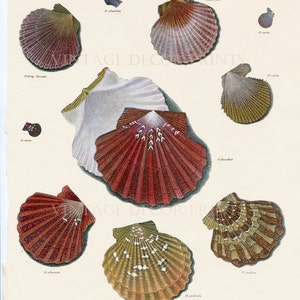 May include: A vintage illustration of various scallop shells, with scientific names and descriptions. The shells are depicted in detail, showcasing their intricate patterns and colours. The illustration is titled "Conchology, Genus Ostrea, Plate XII."