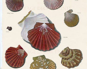 Antique Shell Print. Original 1809 Print of Edible Oysters From Rees Natural History. Handcolored in Watercolor, Beach Home Decorative Art