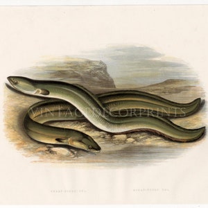 Sharp-Nosed Eel. Original Antique print from The Rev. W. Houghtons British Freshwater Fishes. Date 1879. Perfect Gift for  fisherman.
