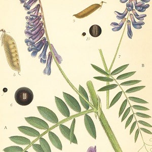 Vicia Villosa, Vicia Cracca Flower Print. Botanical Print From Nordens Flora Date C1920 Decorative Garden Plant Wall Decor. image 3