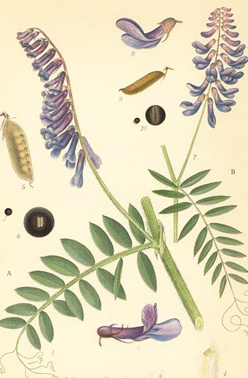 Vicia Villosa, Vicia Cracca Flower Print. Botanical Print From Nordens Flora Date C1920 Decorative Garden Plant Wall Decor. image 3