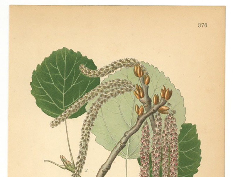 Populus Tremula Print, European Aspen, Botanical Print From Nordens Flora Date C1920 Decorative Garden Plant Wall Decor. image 3