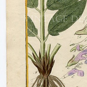 Botanical Print. Salvia Officinalis. Common Sage. Circa 1850 Antique Print, Original Hand Coloured Botanical Engraving. image 3