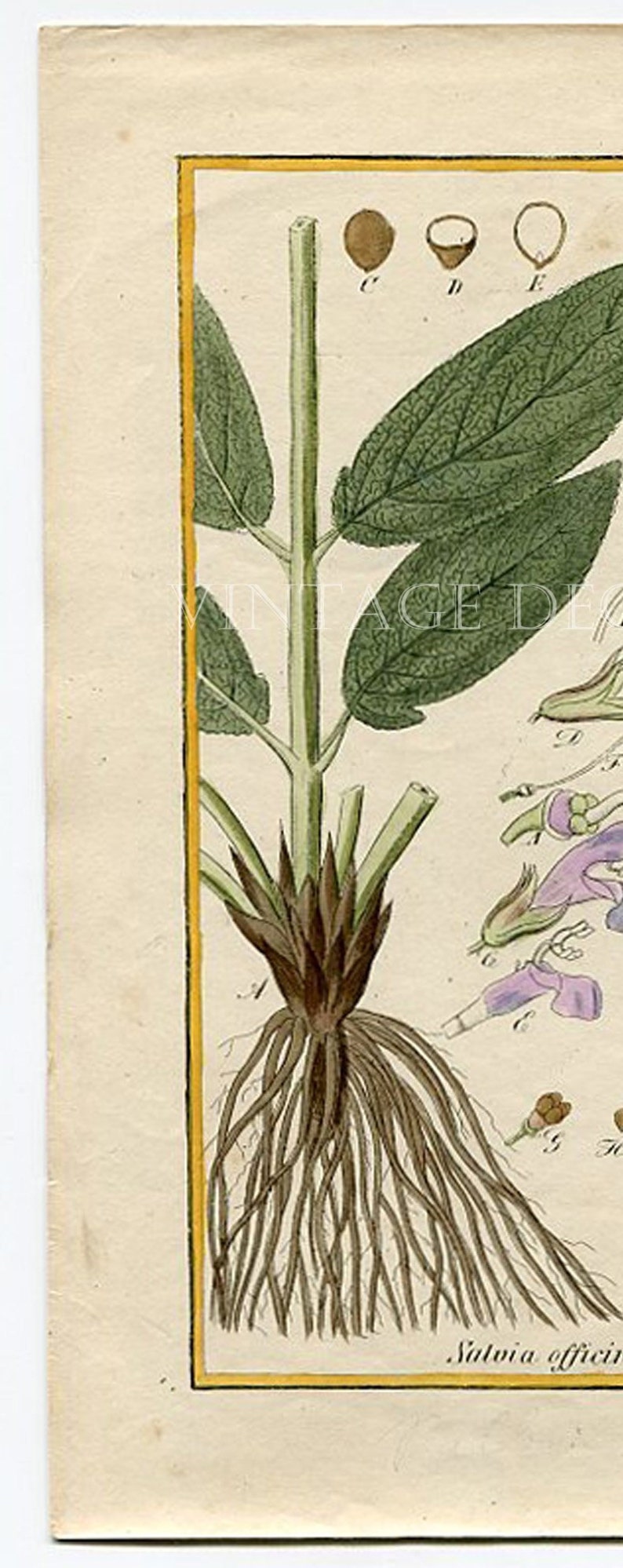 Botanical Print. Salvia Officinalis. Common Sage. Circa 1850 Antique Print, Original Hand Coloured Botanical Engraving. image 3