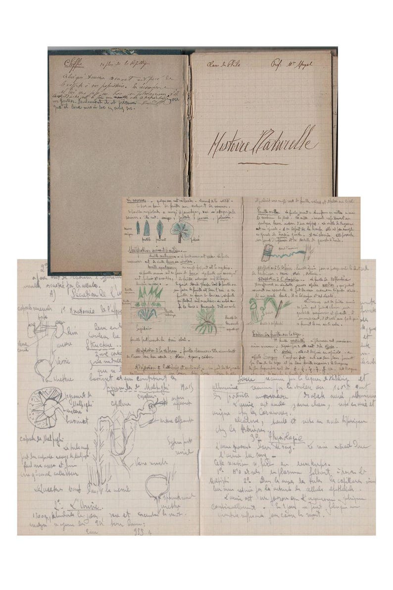 Antique Science Notebook - 1900 Natural History and Anatomy Drawings ...