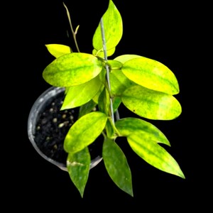 Hoya chinghungensis - Etsy 日本