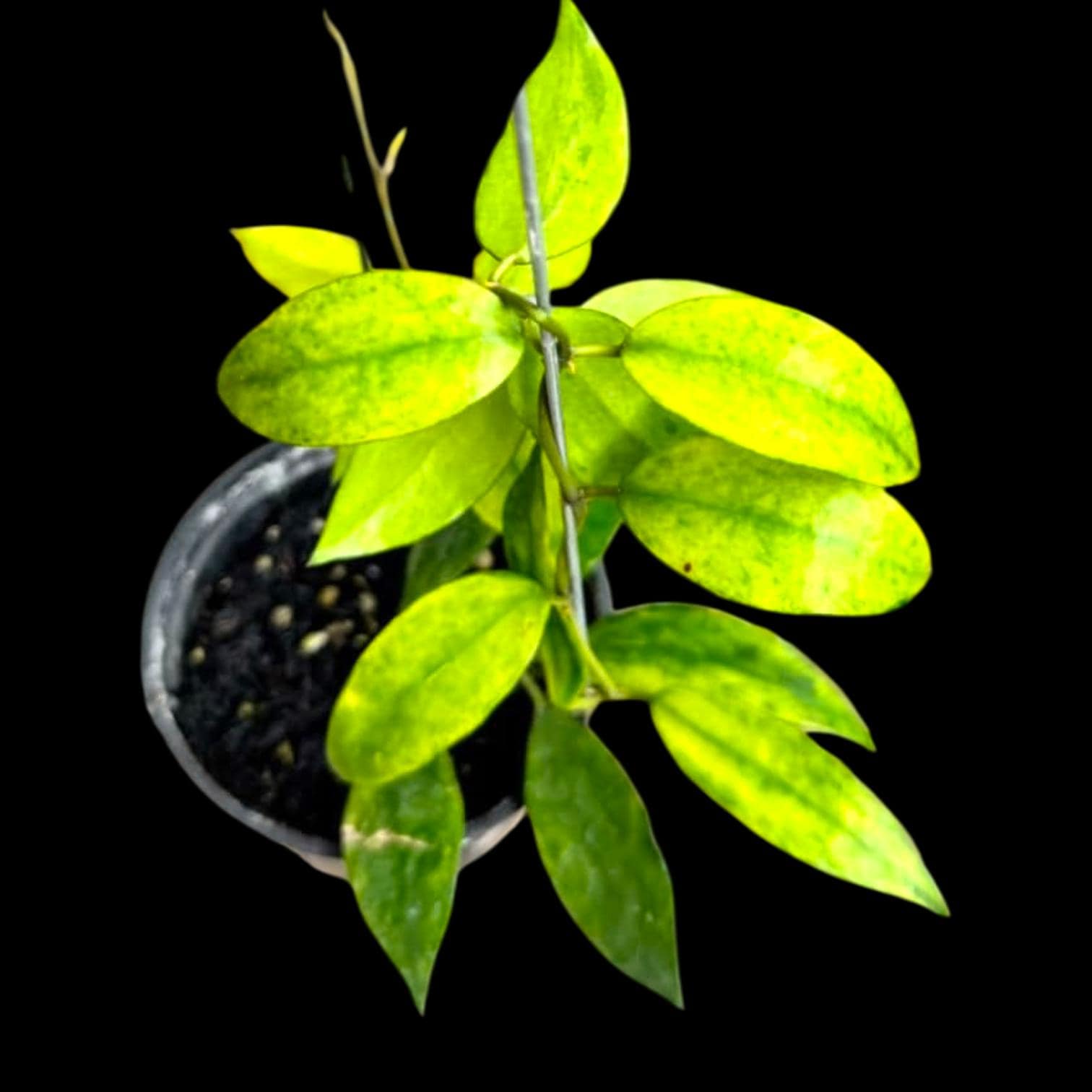 Hoya chinghungensis - Etsy 日本