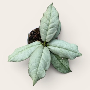 Hoya mitrata - Etsy 日本