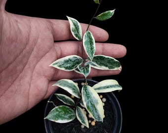 Hoya Lacunosa silver mint Starter Plant (ALL STARTER PLANTS