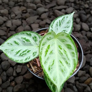 Anthurium silver blush - Etsy 日本